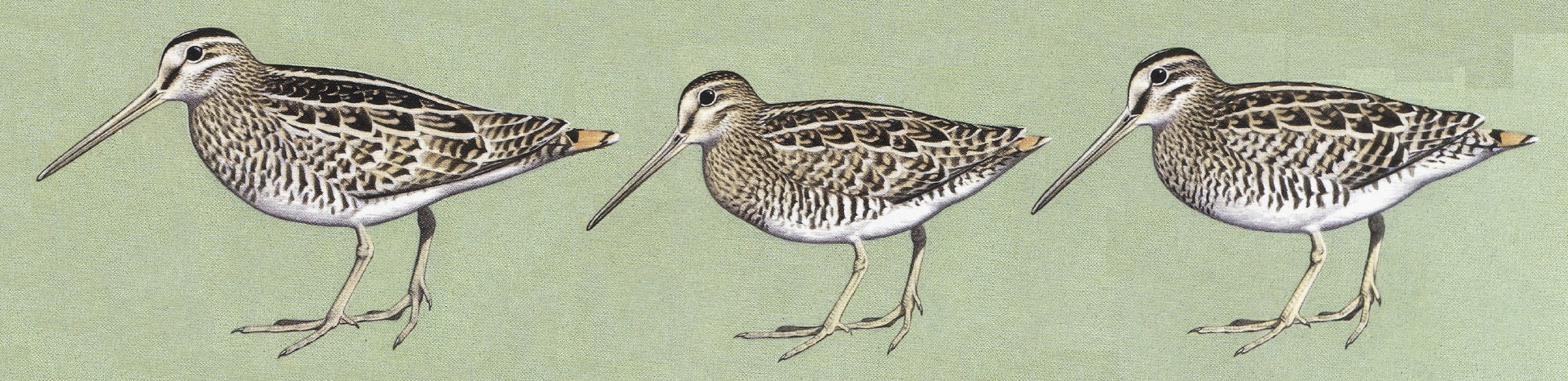 Snipes in Australia. From left to right: Latham's snipe, Pin-tailed snipe, Swinhoe's snipe. Images taken from the Hand